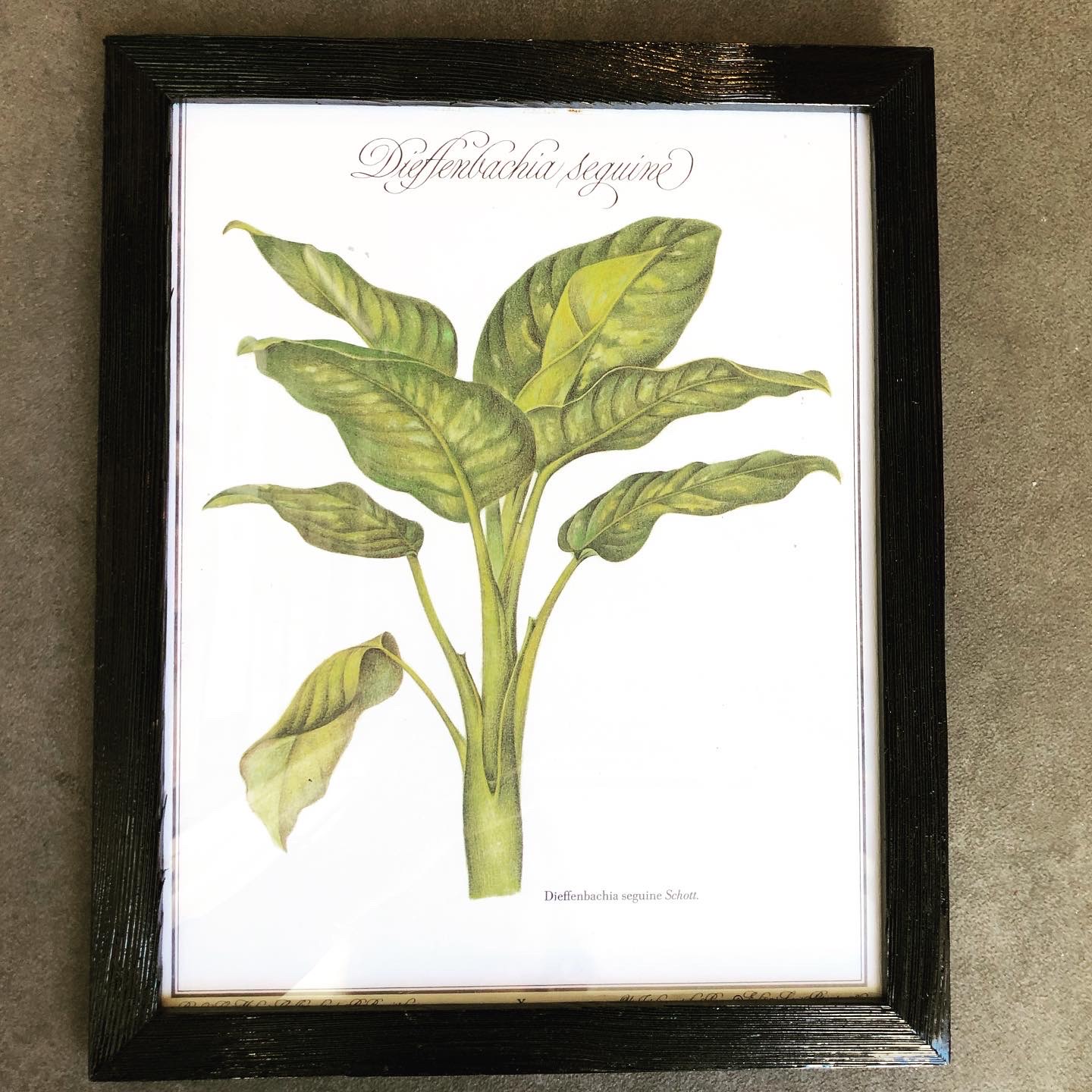 Planche Dieffenbachia – Image 6