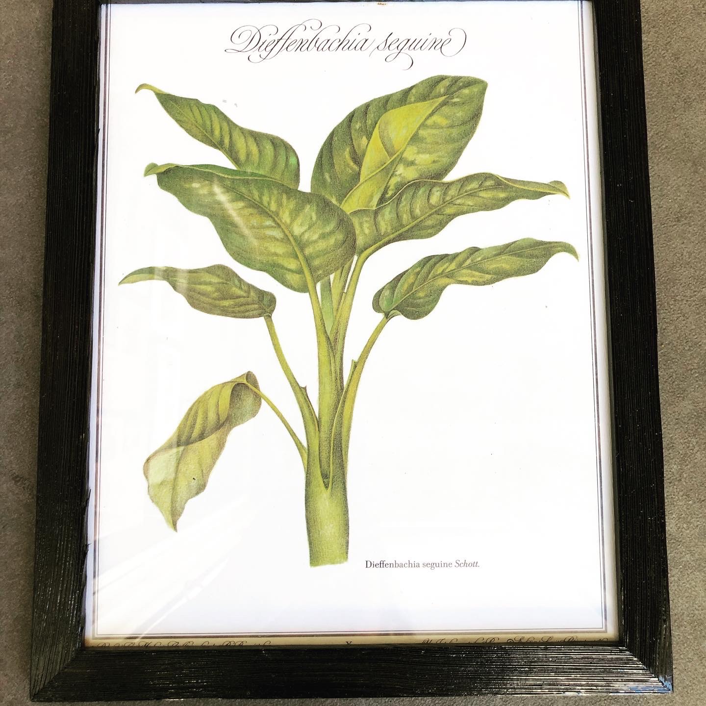 Planche Dieffenbachia – Image 4