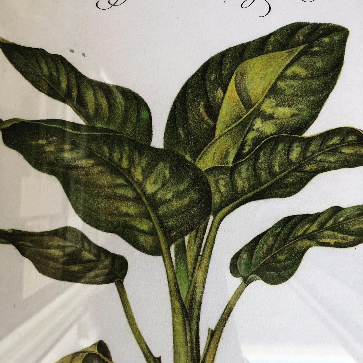 Planche Dieffenbachia – Image 5