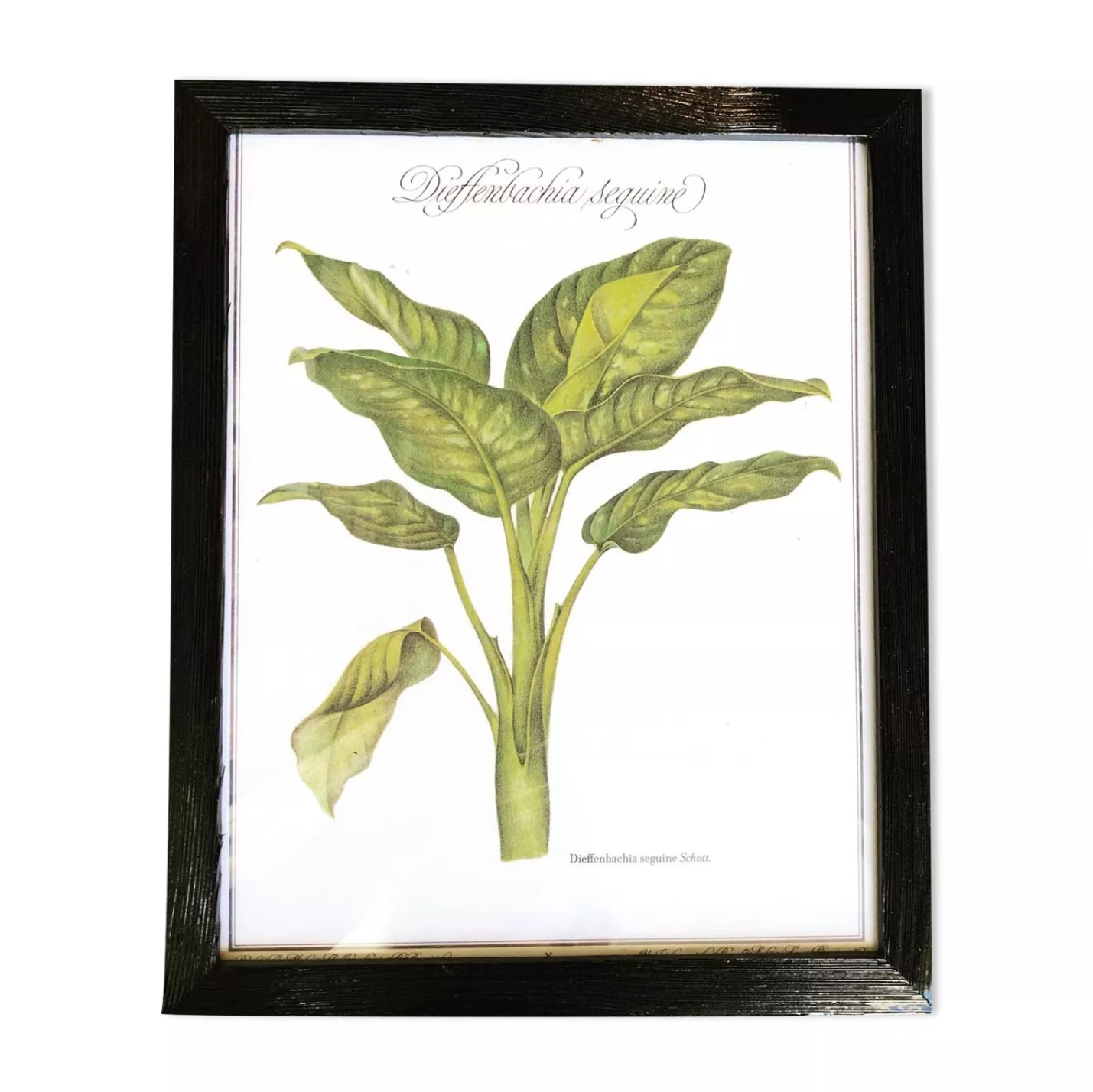 Planche Dieffenbachia