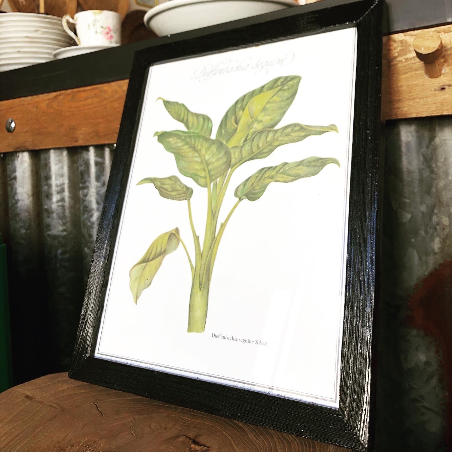 Planche Dieffenbachia – Image 3
